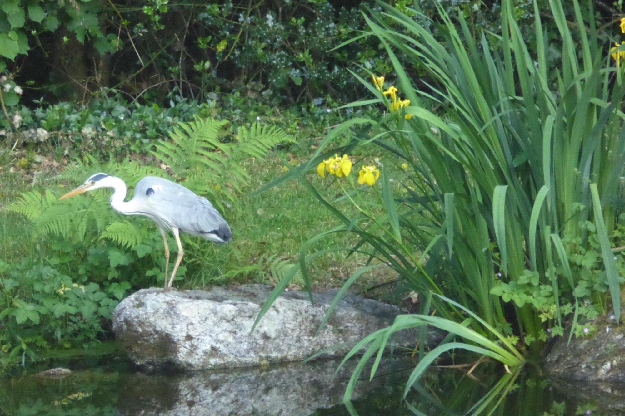 Bed and Breakfast Chez Sophie Plescop Esterno foto